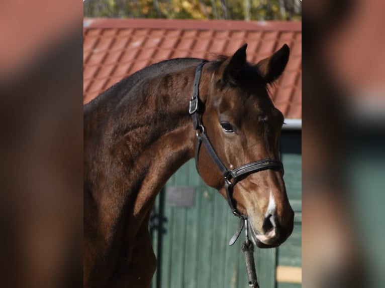 KWPN Mare 4 years 16,1 hh Brown in Murska Soboda