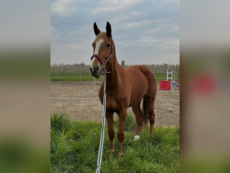 KWPN Mare 4 years 16,1 hh Chestnut-Red in Przywidz
