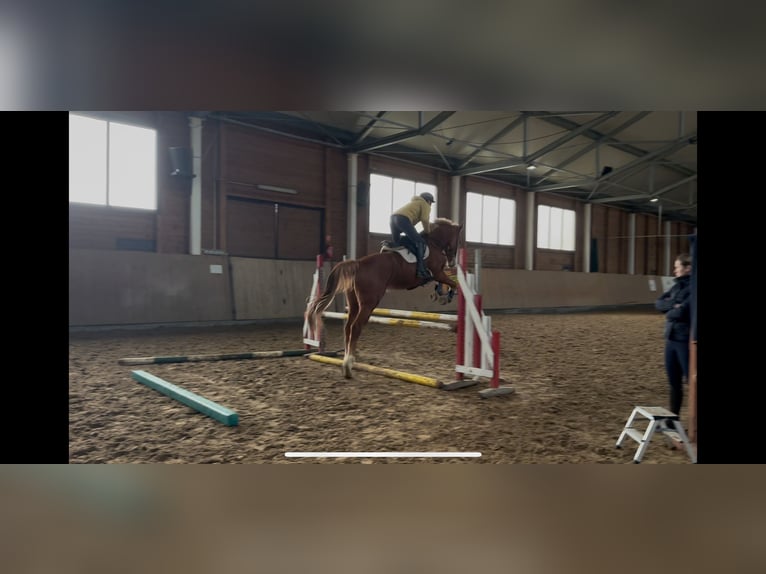 KWPN Mare 4 years 16,1 hh Chestnut-Red in Przywidz