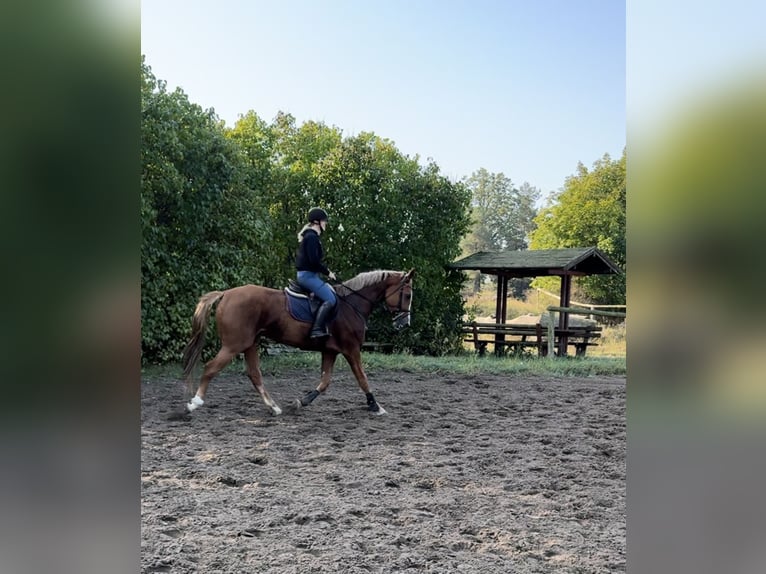 KWPN Mare 4 years 16,1 hh Chestnut-Red in Przywidz