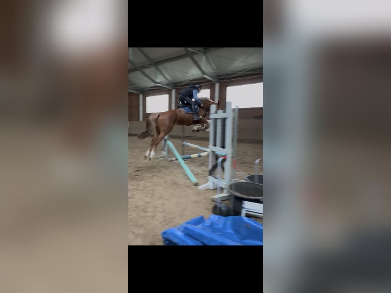 KWPN Mare 4 years 16,1 hh Chestnut-Red in Przywidz