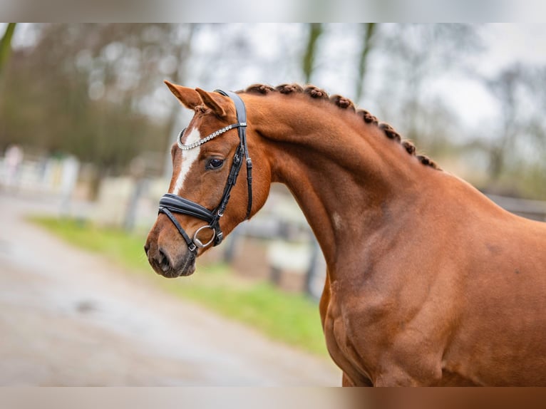 KWPN Mare 4 years 16,1 hh Chestnut-Red in Emlichheim