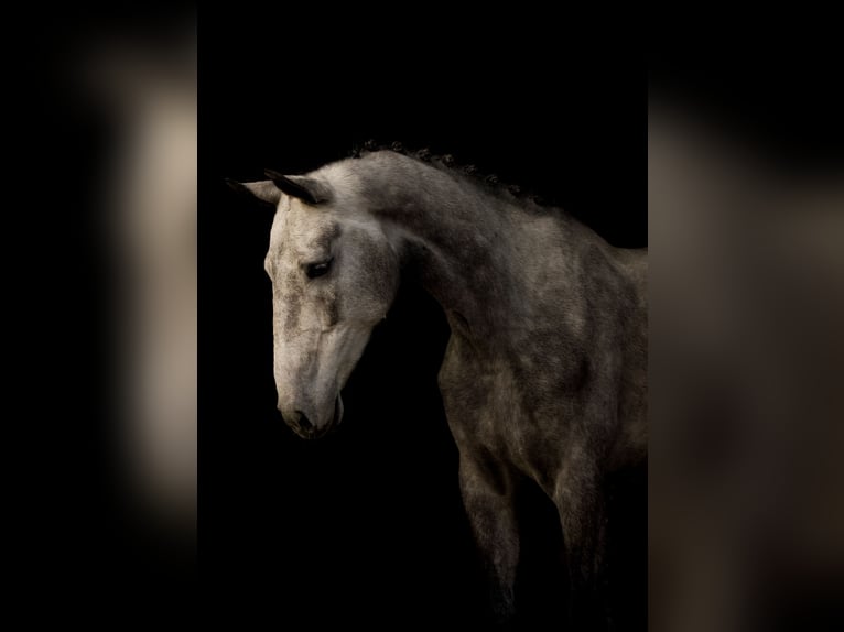 KWPN Mare 4 years 16,1 hh Grey in Ansen