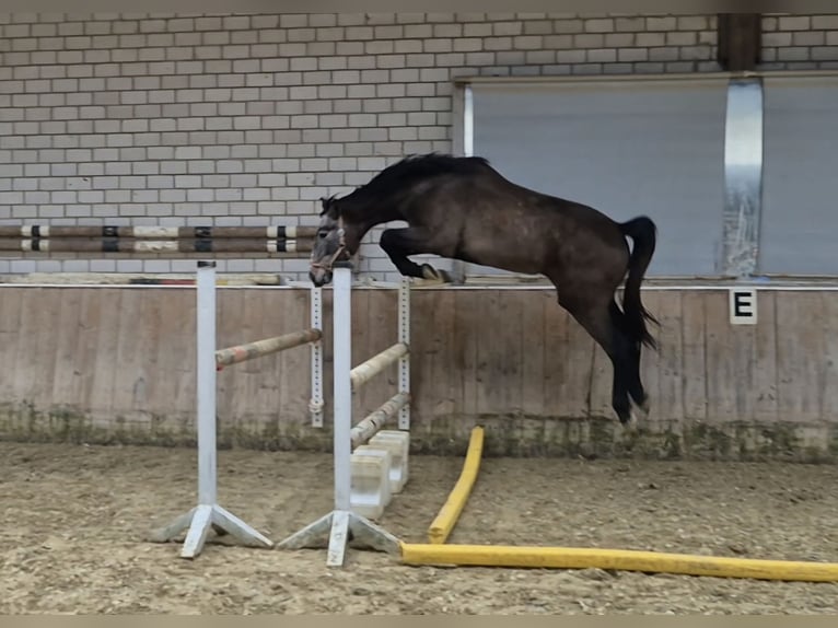KWPN Mare 4 years 16,1 hh Grey-Red-Tan in Königsbach-Stein