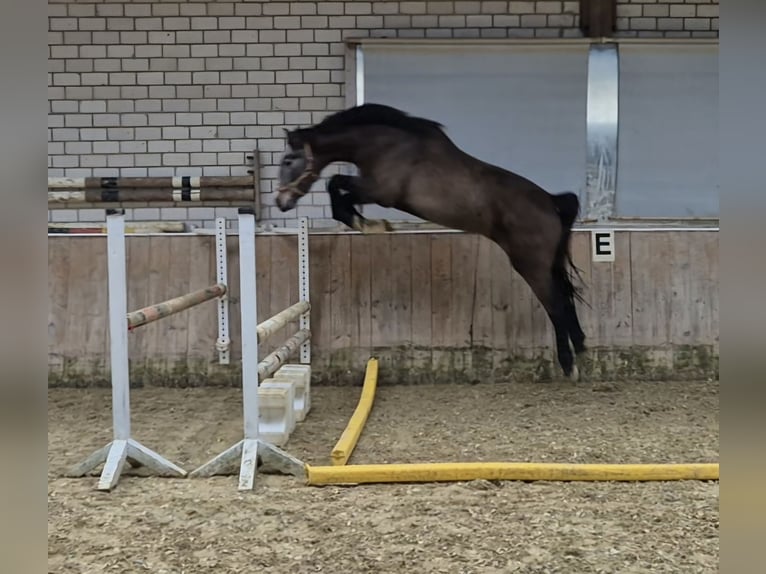 KWPN Mare 4 years 16,1 hh Grey-Red-Tan in Königsbach-Stein
