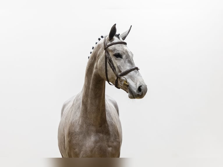 KWPN Mare 4 years 16,1 hh Grey in Waddinxveen