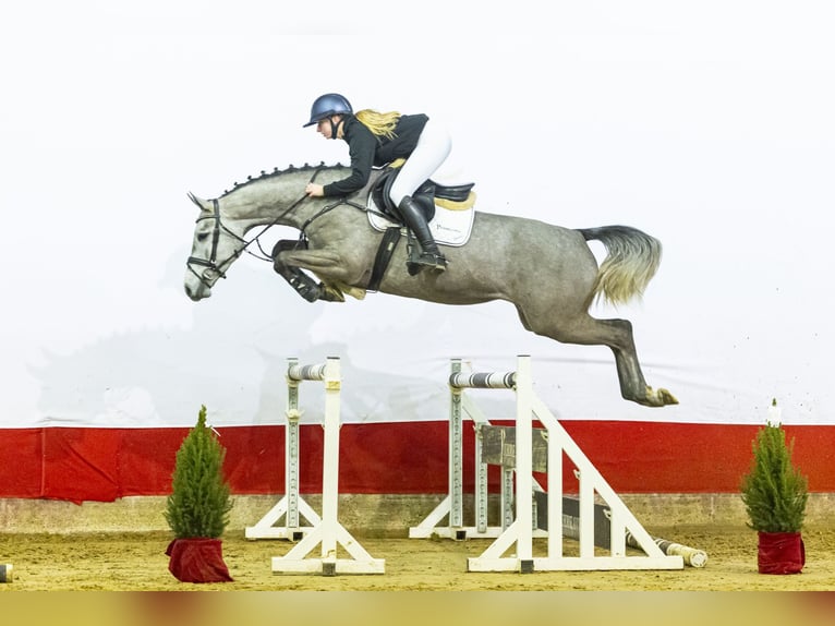 KWPN Mare 4 years 16,1 hh Grey in Waddinxveen