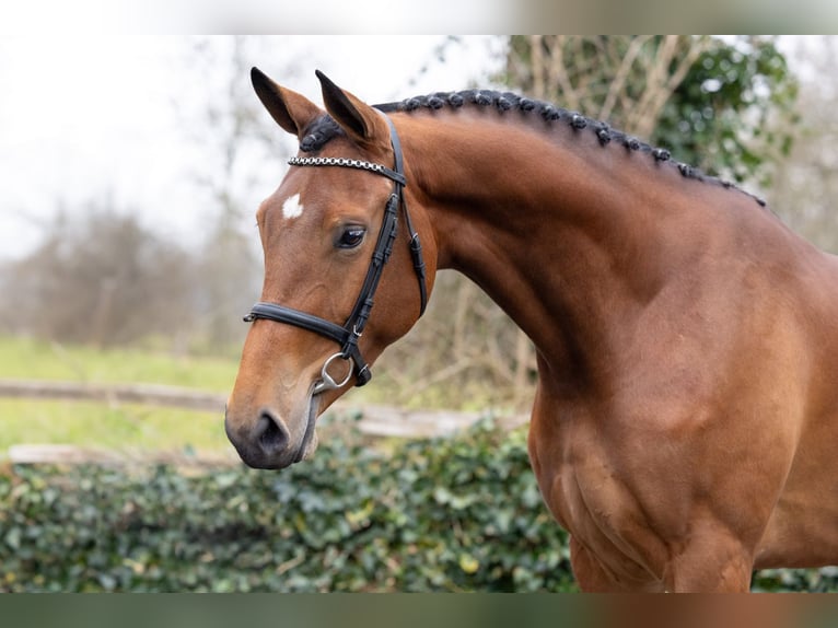 KWPN Mare 4 years 16,1 hh  in Heerde