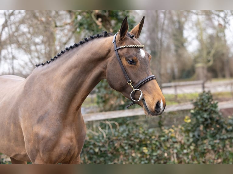 KWPN Mare 4 years 16,1 hh  in Heerde