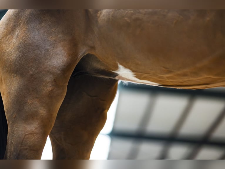 KWPN Mare 4 years 16,1 hh  in Heerde