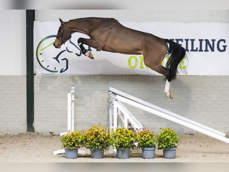 KWPN Mare 4 years 16,1 hh  in Heerde