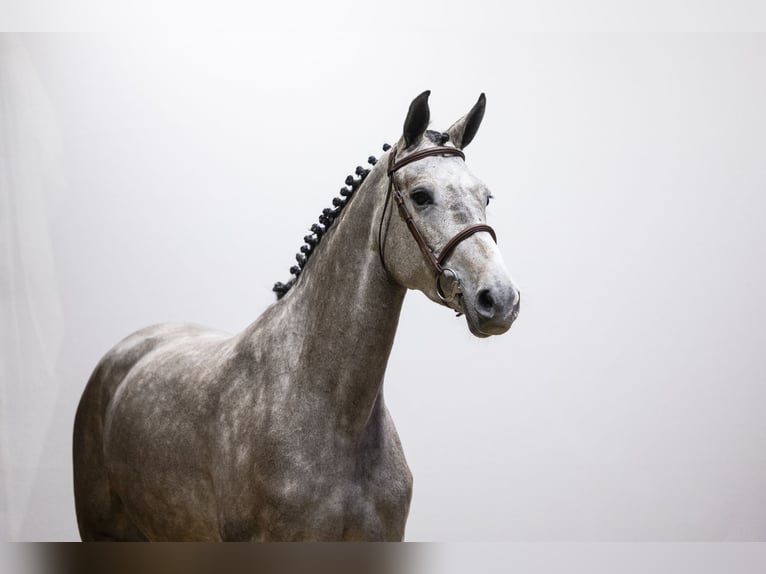 KWPN Mare 4 years 16,1 hh  in Waddinxveen