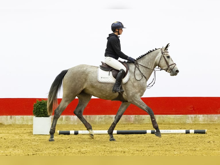 KWPN Mare 4 years 16,1 hh  in Waddinxveen