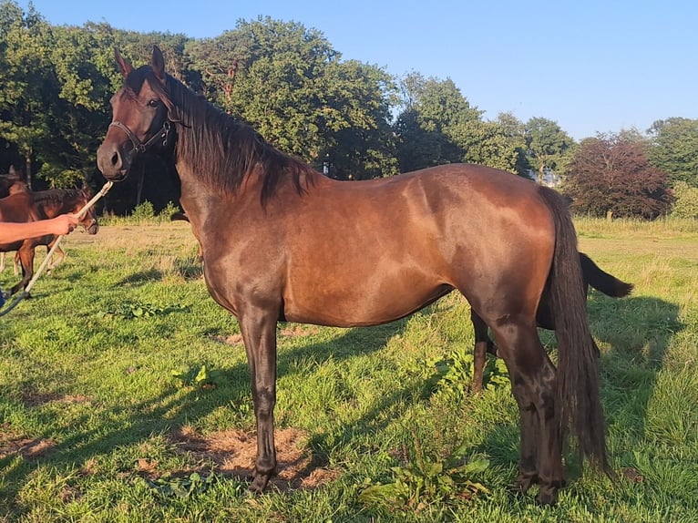 KWPN Mare 4 years 16,2 hh Bay-Dark in Huizen