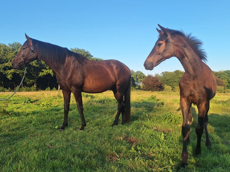 KWPN Mare 4 years 16,2 hh Bay-Dark in Huizen