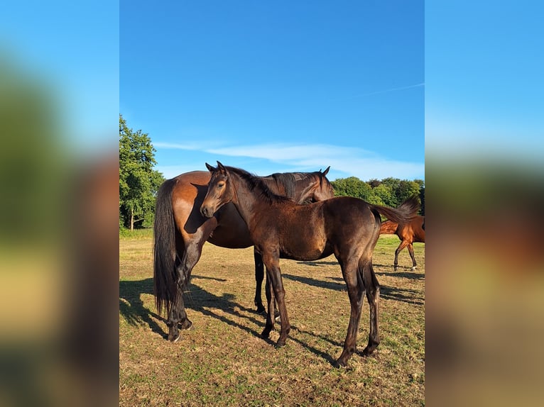 KWPN Mare 4 years 16,2 hh Bay-Dark in Huizen