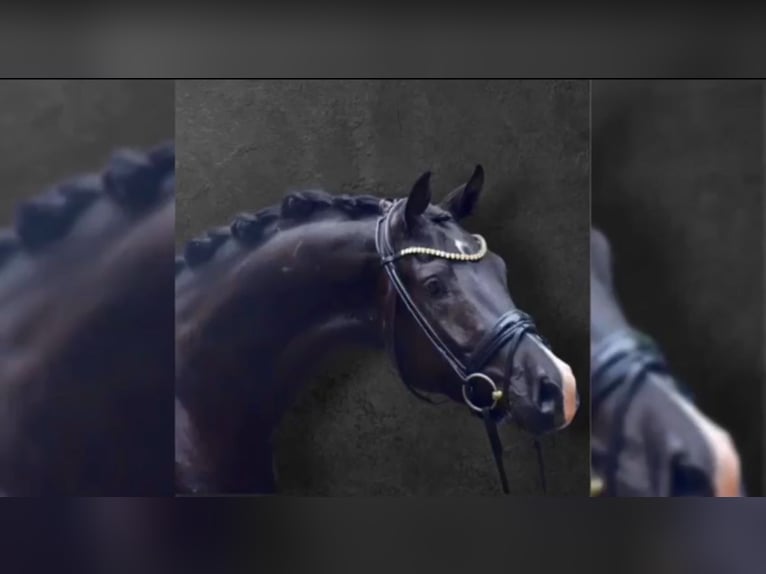 KWPN Mare 4 years 16,2 hh Black in Essen