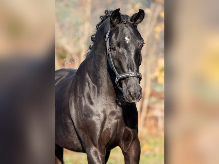 KWPN Mare 4 years 16,2 hh Black in Peer