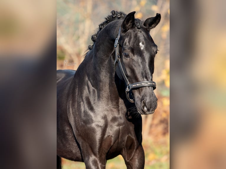 KWPN Mare 4 years 16,2 hh Black in Peer
