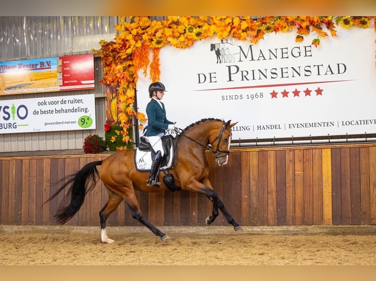 KWPN Mare 4 years 16,2 hh Brown in Andijk