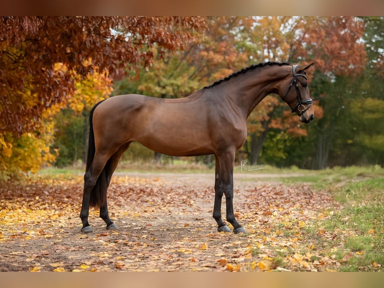 KWPN Mare 4 years 16,2 hh Brown in Peer