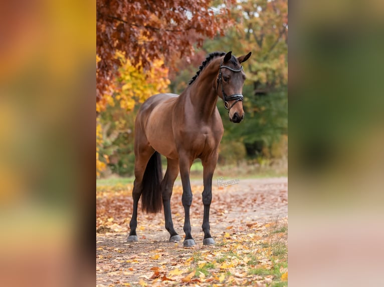 KWPN Mare 4 years 16,2 hh Brown in Peer