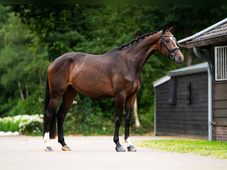 KWPN Mare 4 years 16,2 hh Brown in Putten