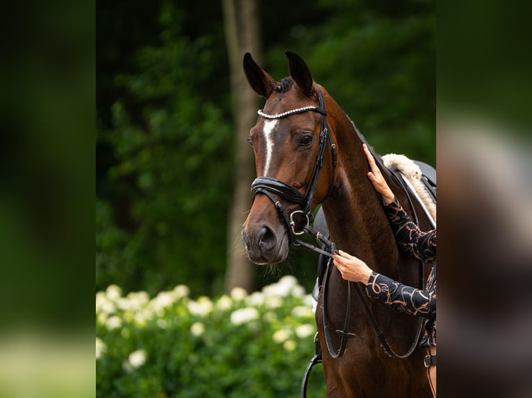 KWPN Mare 4 years 16,2 hh Brown in Putten