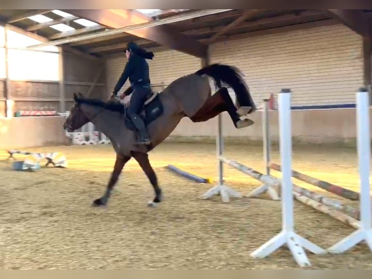 KWPN Mare 4 years 16,2 hh Brown in Königsbach-Stein