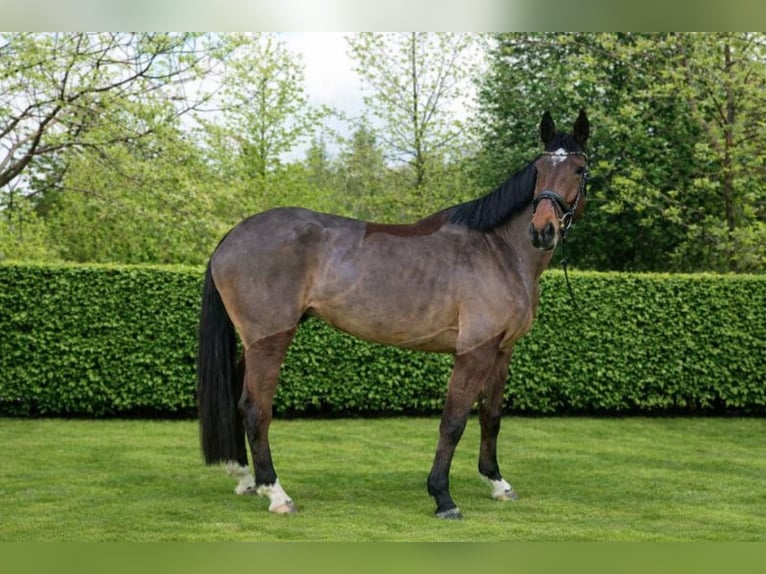 KWPN Mare 4 years 16,2 hh Brown in Königsbach-Stein