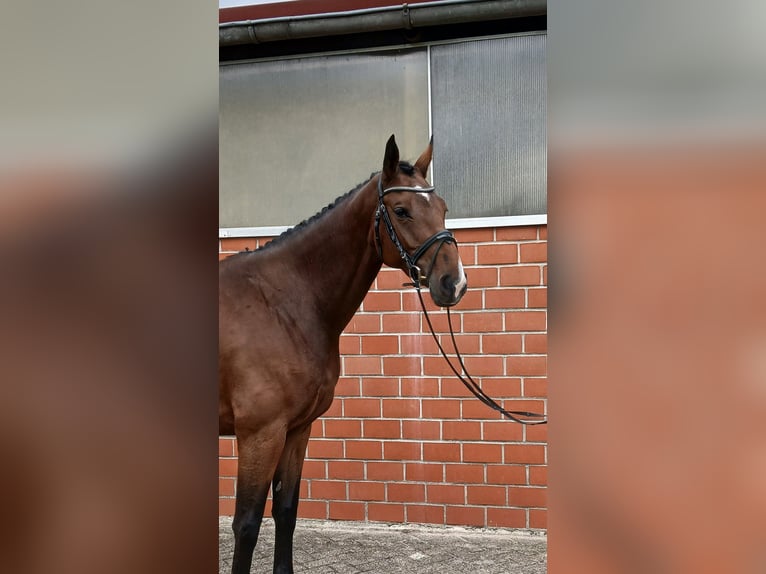 KWPN Mare 4 years 16,2 hh Brown in Osterwald