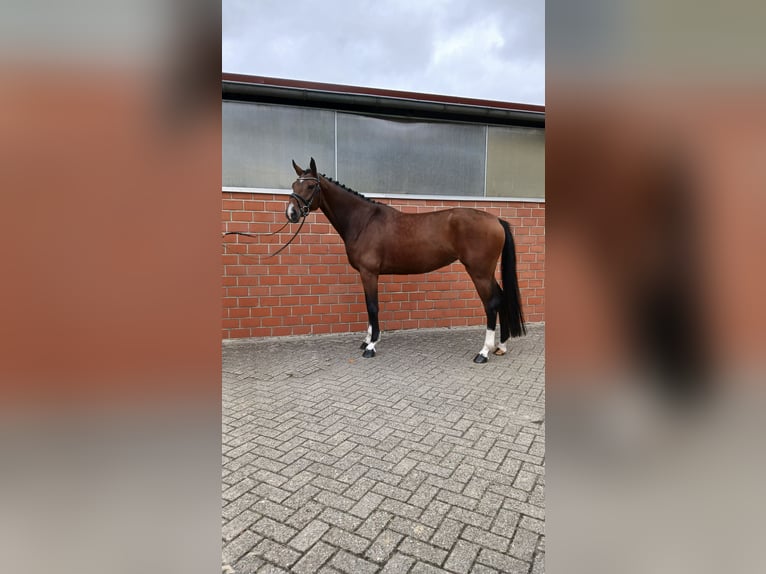 KWPN Mare 4 years 16,2 hh Brown in Osterwald
