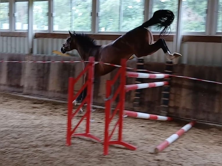 KWPN Mare 4 years 16,2 hh Brown in Osterwald