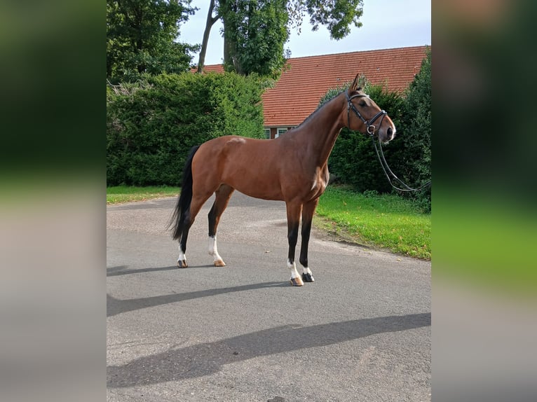 KWPN Mare 4 years 16,2 hh Brown in Osterwald