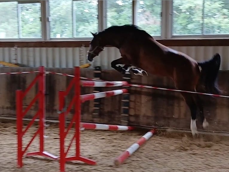 KWPN Mare 4 years 16,2 hh Brown in Osterwald