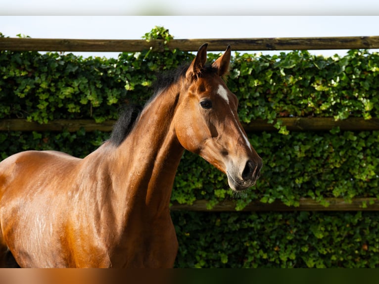 KWPN Mare 4 years 16,2 hh Brown in Waddinxveen