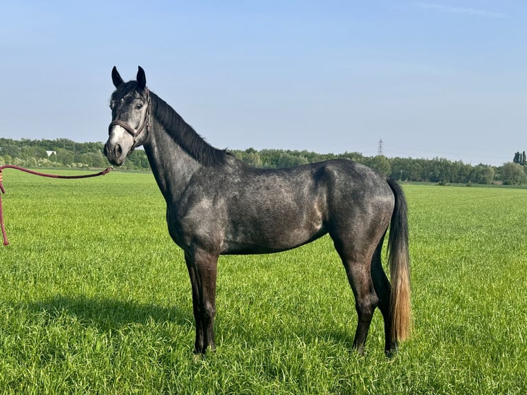 KWPN Mare 4 years 16,2 hh Grey in Wambrechies