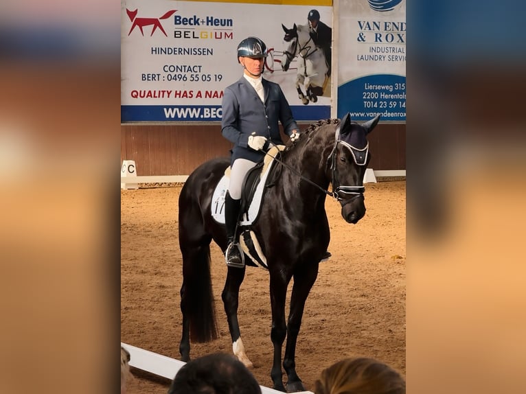 KWPN Mare 4 years 16,2 hh Smoky-Black in Arendonk