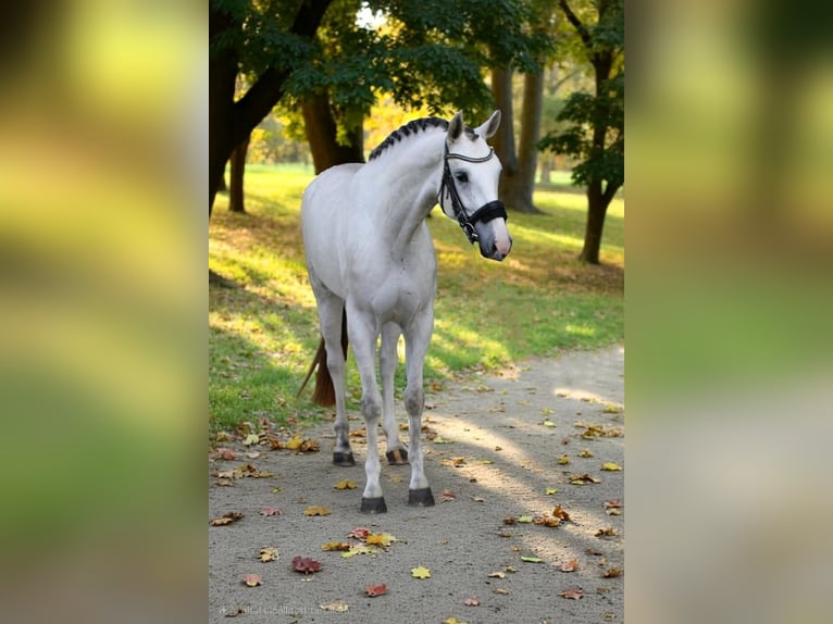 KWPN Mare 4 years 16,2 hh White in B&#xE9;k&#xE9;sszentandr&#xE1;s