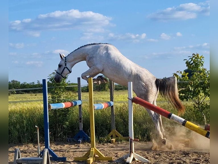 KWPN Mare 4 years 16,2 hh White in B&#xE9;k&#xE9;sszentandr&#xE1;s