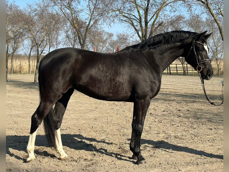 KWPN Mare 4 years 16,3 hh Black in Bekescsaba