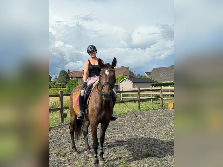 KWPN Mare 4 years 16,3 hh Brown in Lokeren