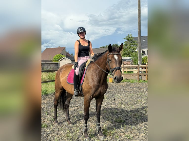 KWPN Mare 4 years 16,3 hh Brown in Lokeren