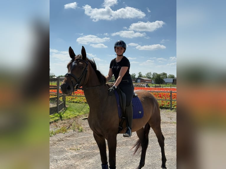 KWPN Mare 4 years 16,3 hh Brown in Lokeren