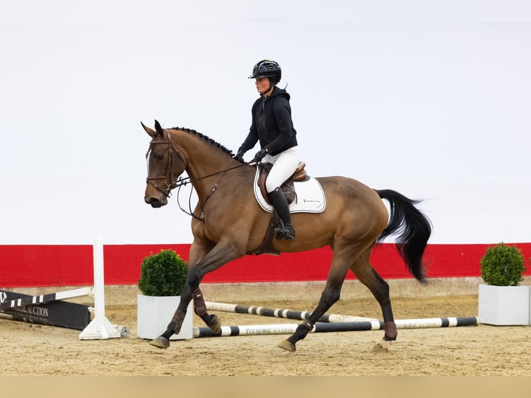 KWPN Mare 4 years 16,3 hh Brown in Waddinxveen