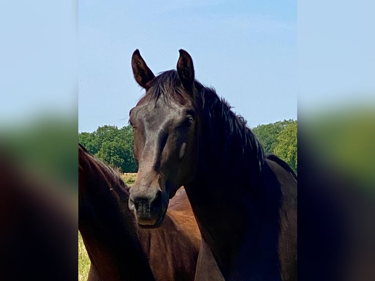 KWPN Mare 4 years 16,3 hh in Dreumel