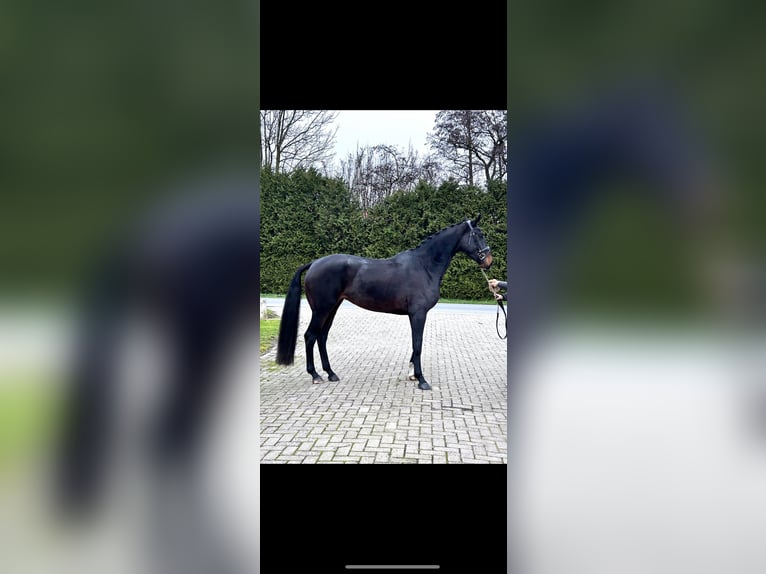 KWPN Mare 4 years 17 hh Bay-Dark in Biddinghuizen