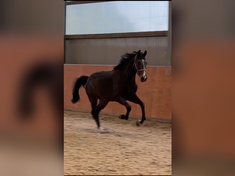 KWPN Mare 4 years 17 hh Bay-Dark in M&#xF6;hnesee