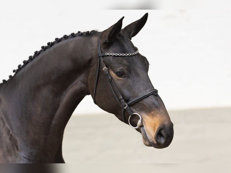 KWPN Mare 4 years 17 hh Bay-Dark in Heerde