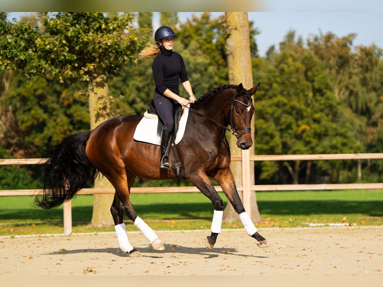 KWPN Mare 4 years 17 hh Bay in Meijel